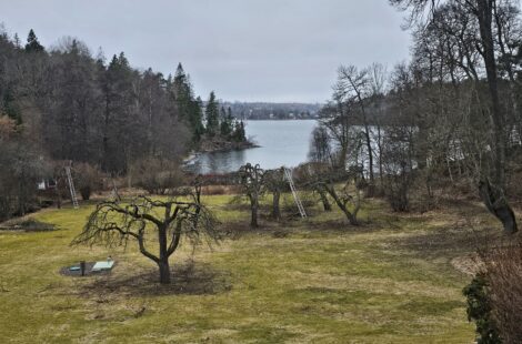 beskärning av frukt träd 2