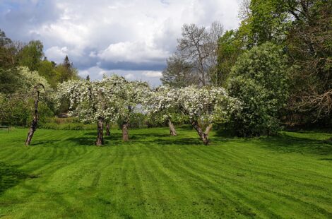 beskärning av fruktträd 5